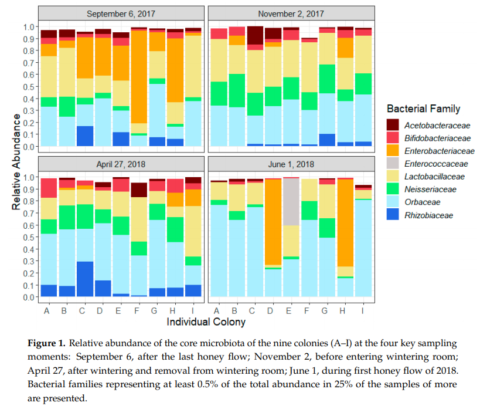 different bacterial families in bee gut in winter