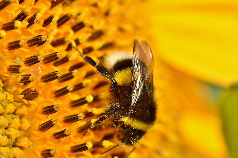 Know Your Numbers – Bee Science News