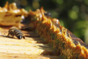 shows propolis in bee hive