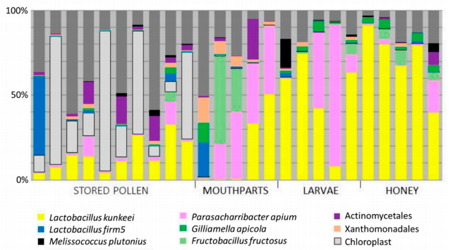 This shows presence of Melisococcus plutonius in stored pollen, mouthparts, larvae, and honey